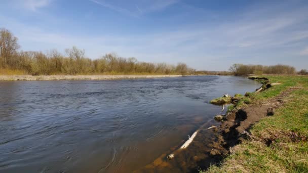 Liten flod Wkra mitt i Polen. — Stockvideo
