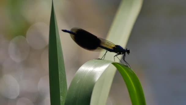 Animaux sauvages d'Europe . — Video