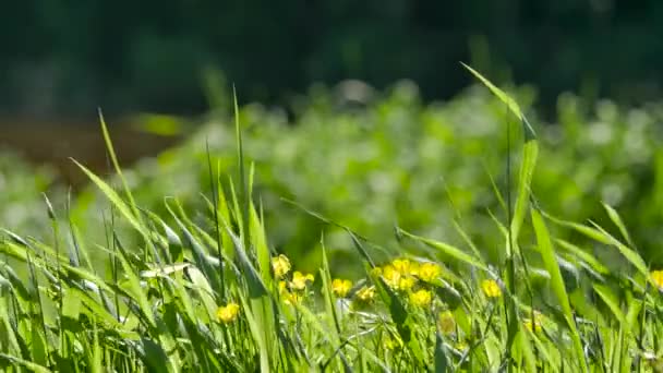 Flora of Europe. — Stock Video