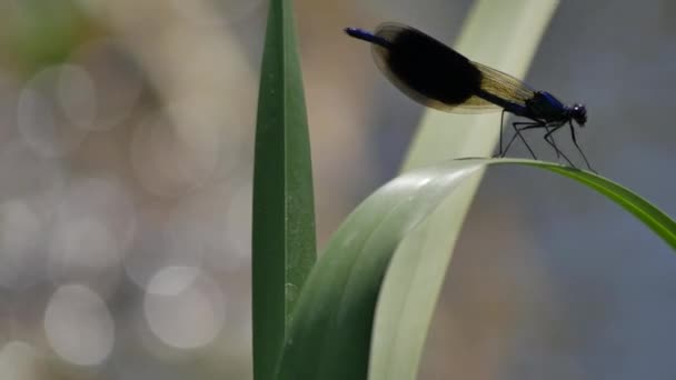 Animaux sauvages d'Europe . — Video