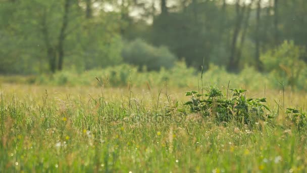 Landschaften Europas. — Stockvideo