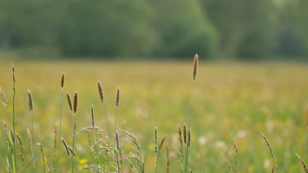 Paisagens da Europa . — Vídeo de Stock