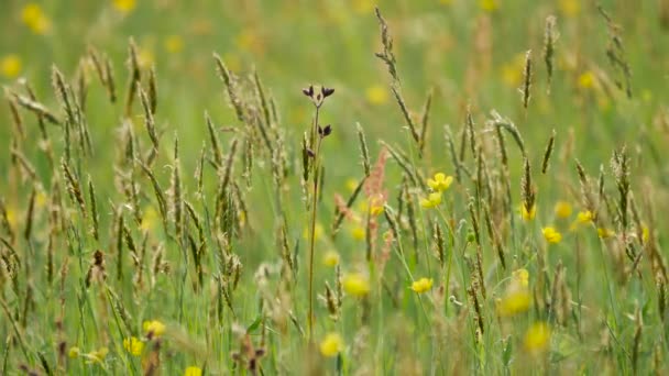 Flora de Europa . — Vídeos de Stock