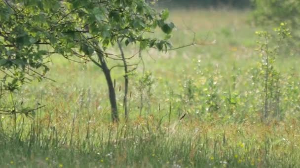 Landskapen i Europa. — Stockvideo