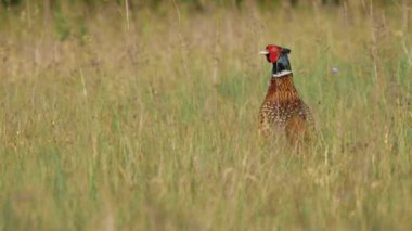 Avrupa'nın vahşi hayvanlar.
