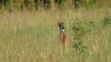 Avrupa'nın vahşi hayvanlar.