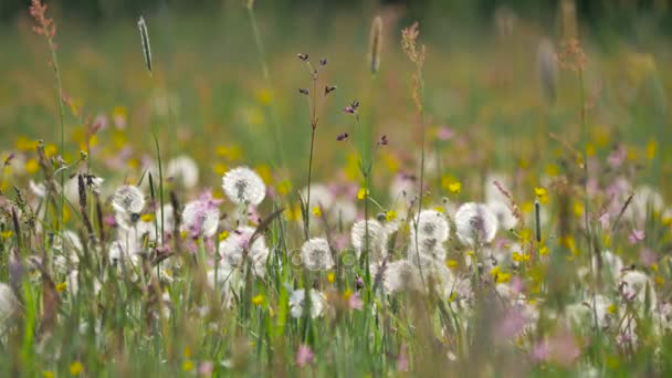 Paysages d'Europe . — Video