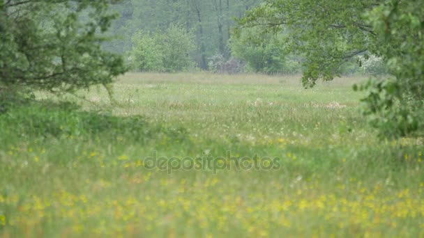 Paesaggio rurale di primavera. — Video Stock