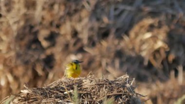 Doğal ortamda kuşlar