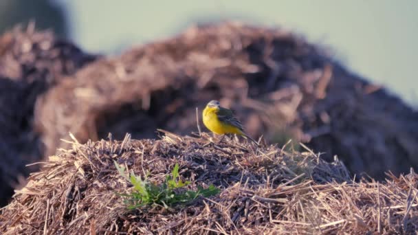 Vögel in natürlicher Umgebung — Stockvideo