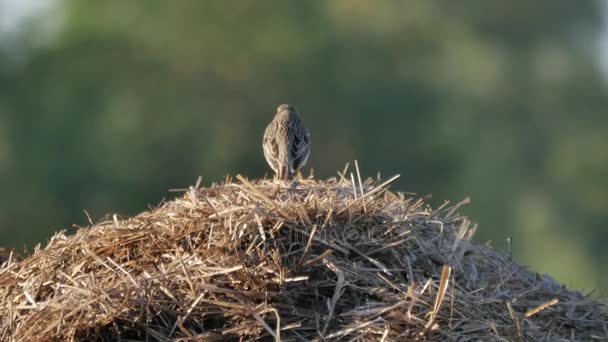 Aves no ambiente natural . — Vídeo de Stock