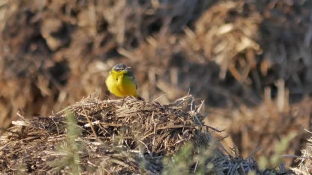 Uccelli nell'ambiente naturale — Video Stock