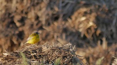 Doğal ortamda kuşlar