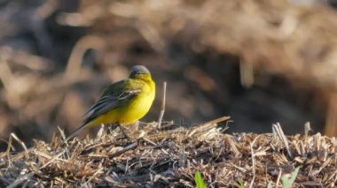 Doğal ortamda kuşlar