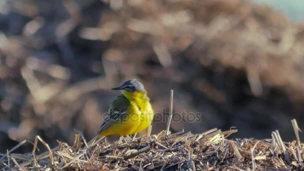 Uccelli nell'ambiente naturale — Video Stock