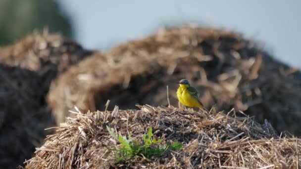 Aves no ambiente natural — Vídeo de Stock