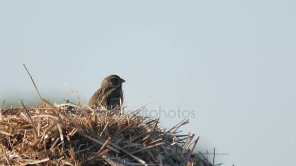 Uccelli nell'ambiente naturale . — Video Stock