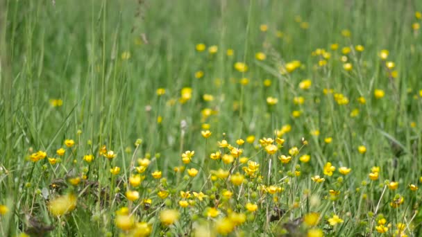 Flora of Poland — Stock Video