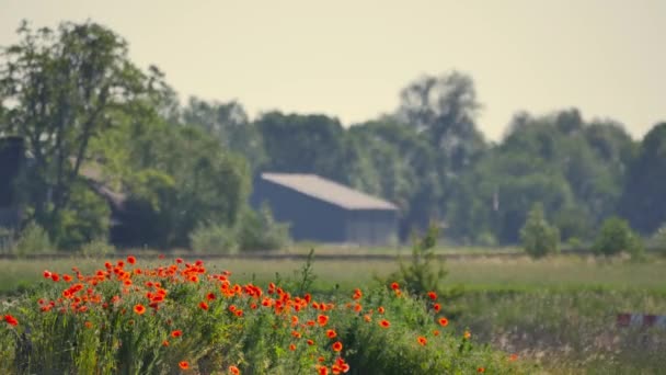 Сельский пейзаж Польши — стоковое видео