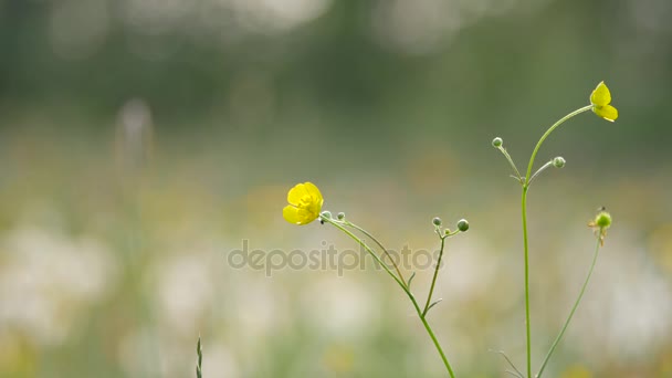 Flora de Polonia — Vídeos de Stock