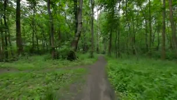 Persona in sella alla bicicletta nella foresta . — Video Stock