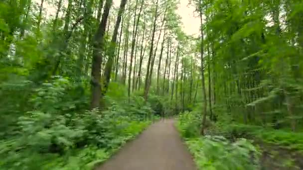 Людина їде на велосипеді в лісі . — стокове відео