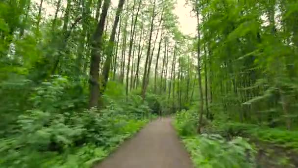 Persona in sella alla bicicletta nella foresta . — Video Stock