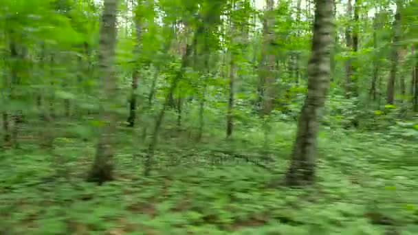 Person radelt im Wald. — Stockvideo