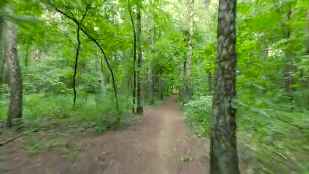 Persona in sella alla bicicletta nella foresta . — Video Stock