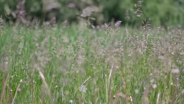 Paisagem Primavera Rural Prado Verde Fresco Com Flores Ervas Grama — Vídeo de Stock