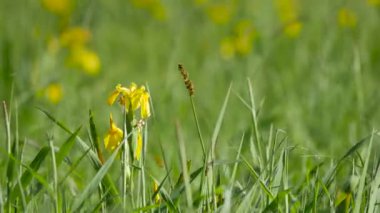 Kırsal ilkbahar manzarası. Çiçekleri, otları ve otları olan taze yeşil çayır. Sıcak öğleden sonra ışığı.