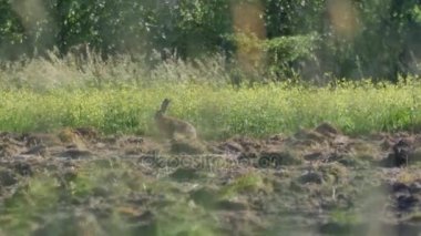 Avrupa'nın hayvanlar.