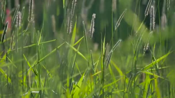 Herbe verte déplacée par le vent .