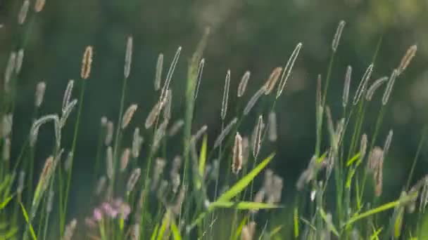 Grünes Gras vom Wind bewegt. — Stockvideo