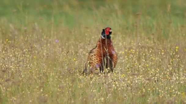 Fauna selvatica della Polonia . — Video Stock