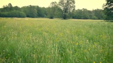 Kırsal bahar manzara. Taze yeşil çayır çimen çiçekler, otlar ile. Sıcak öğleden sonra ışık. Flycam yeşil çayır (bakış açısı görüntüleri vurdu).