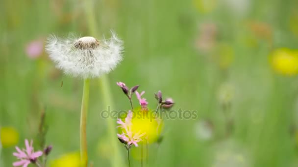 Flora de Europa . — Vídeos de Stock