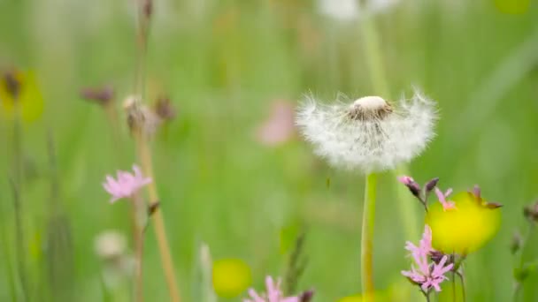 Flora d'Europa . — Video Stock