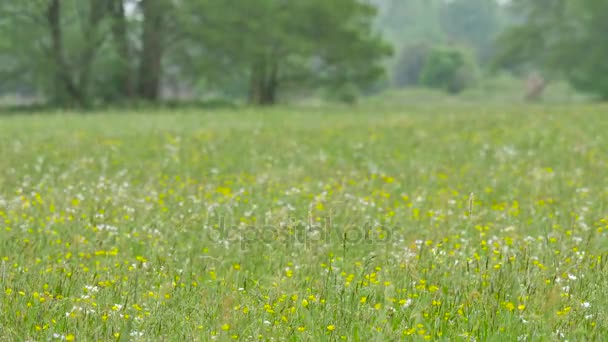 Landschaften Europas — Stockvideo