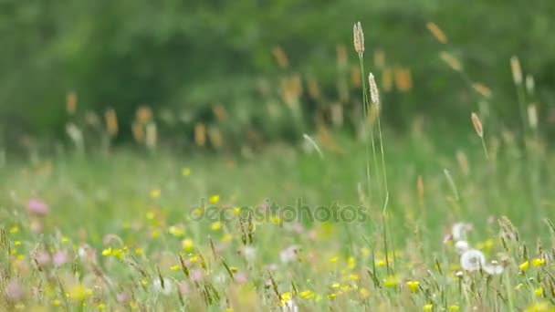 Landschappen van Europa — Stockvideo