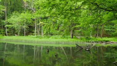 Ormanın ortasında sakin gölet