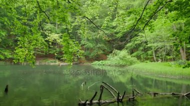 Ormanın ortasında sakin gölet