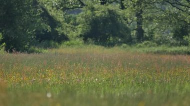 Kırsal ilkbahar manzarası. 