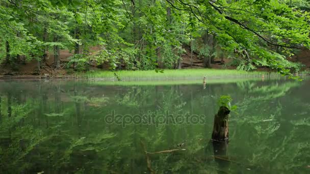 Estanque tranquilo en medio del bosque — Vídeo de stock