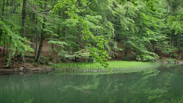 Laghetto tranquillo in mezzo alla foresta — Video Stock