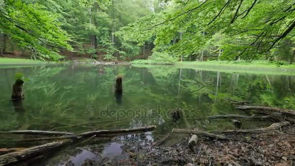 Lago tranquilo no meio da floresta — Vídeo de Stock