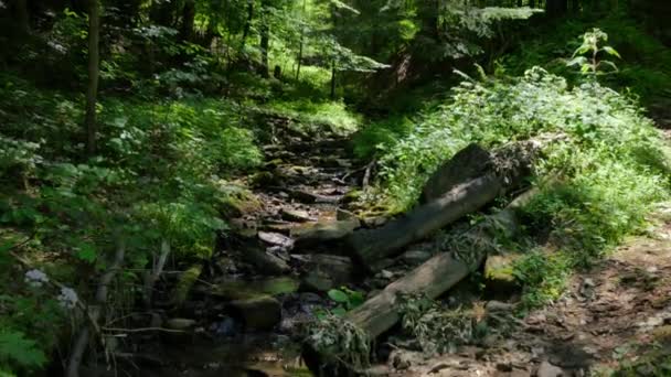 Naturaleza de Polonia . — Vídeo de stock