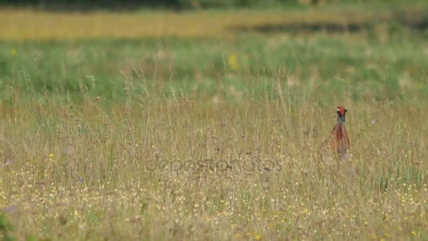 Wildtiere in Europa. — Stockvideo