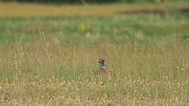 Wildtiere in Europa. — Stockvideo