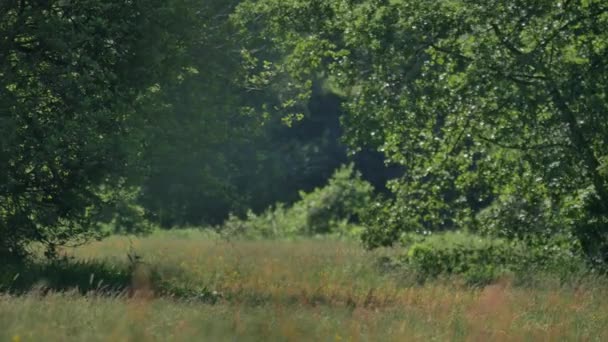 Paesaggio rurale di primavera. — Video Stock